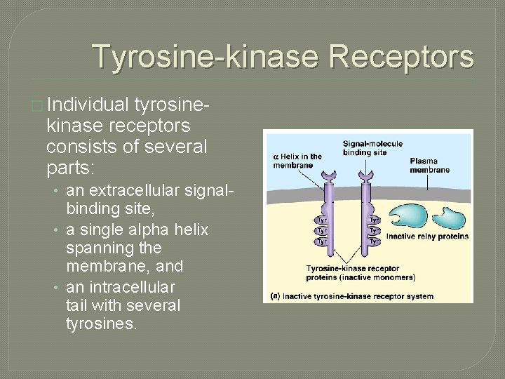 Tyrosine-kinase Receptors � Individual tyrosinekinase receptors consists of several parts: • an extracellular signal-