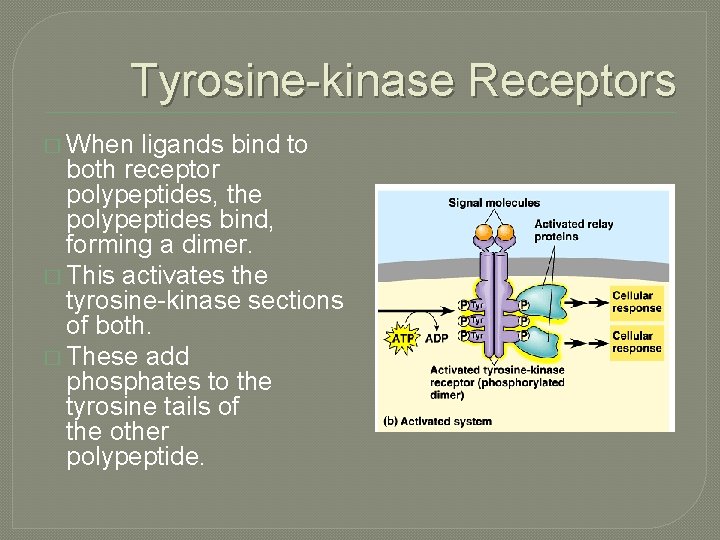 Tyrosine-kinase Receptors � When ligands bind to both receptor polypeptides, the polypeptides bind, forming