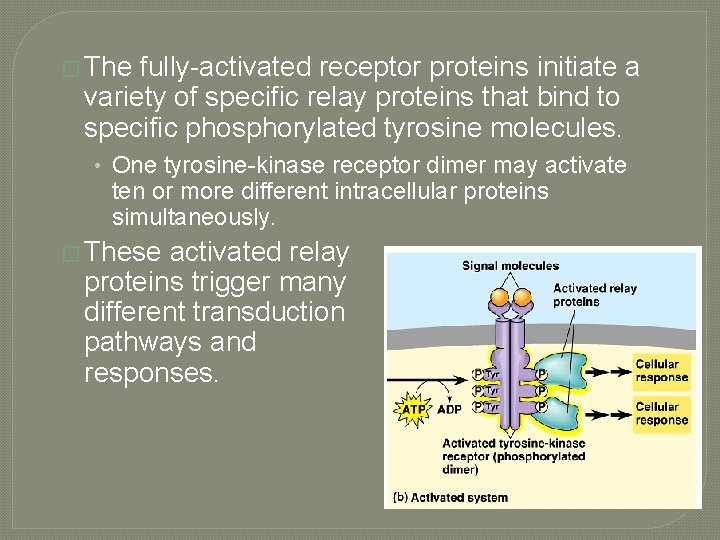 � The fully-activated receptor proteins initiate a variety of specific relay proteins that bind