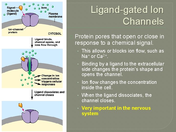 Ligand-gated Ion Channels � Protein pores that open or close in response to a