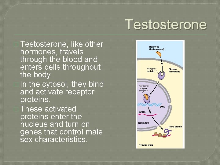 Testosterone � Testosterone, like other hormones, travels through the blood and enters cells throughout