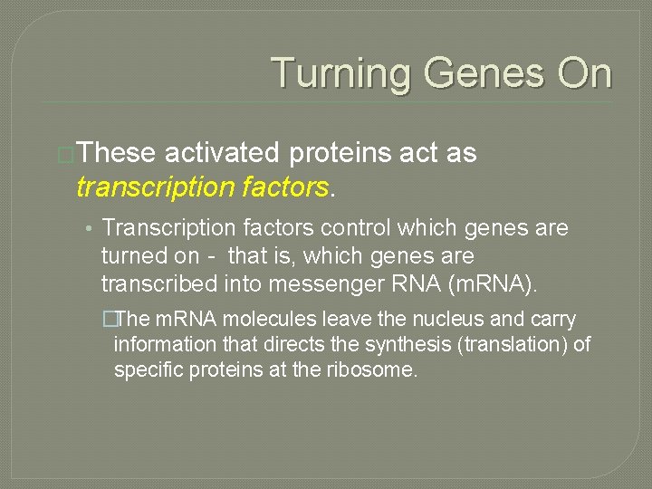 Turning Genes On �These activated proteins act as transcription factors. • Transcription factors control