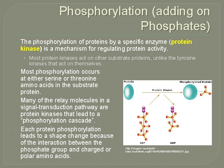 Phosphorylation (adding on Phosphates) � The phosphorylation of proteins by a specific enzyme (protein