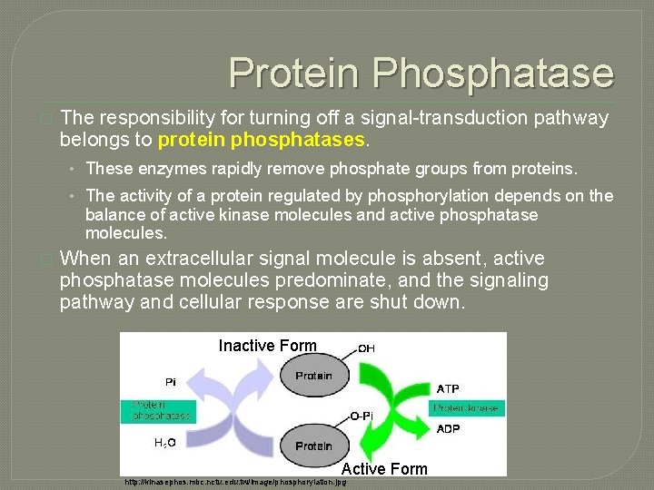 Protein Phosphatase � The responsibility for turning off a signal-transduction pathway belongs to protein