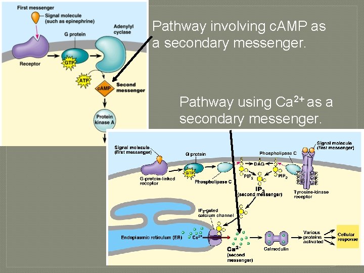 Pathway involving c. AMP as a secondary messenger. Pathway using Ca 2+ as a