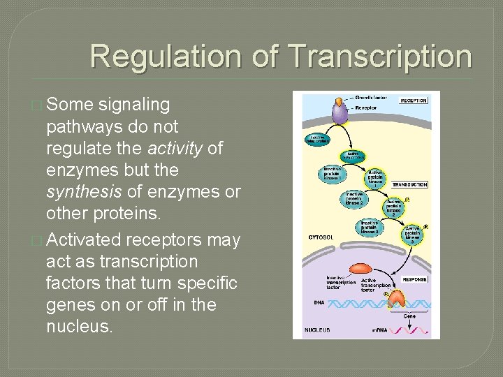 Regulation of Transcription � Some signaling pathways do not regulate the activity of enzymes
