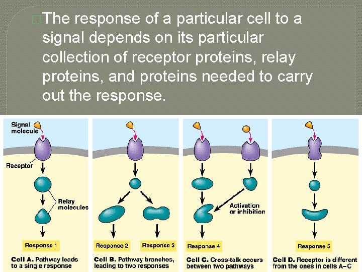 �The response of a particular cell to a signal depends on its particular collection