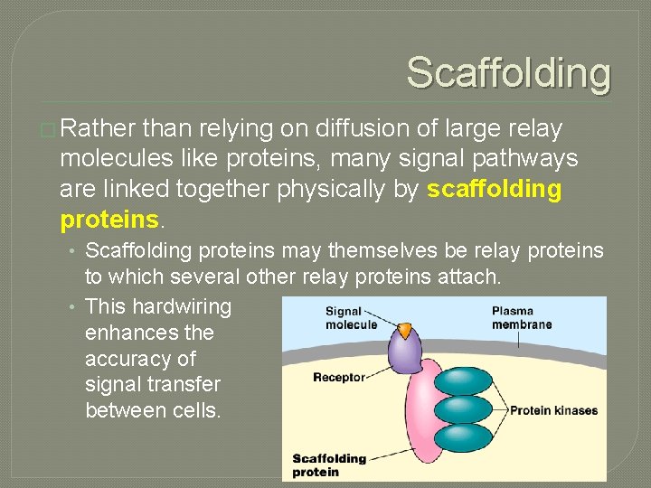 Scaffolding � Rather than relying on diffusion of large relay molecules like proteins, many