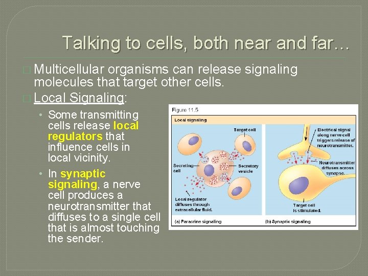 Talking to cells, both near and far… � Multicellular organisms can release signaling molecules