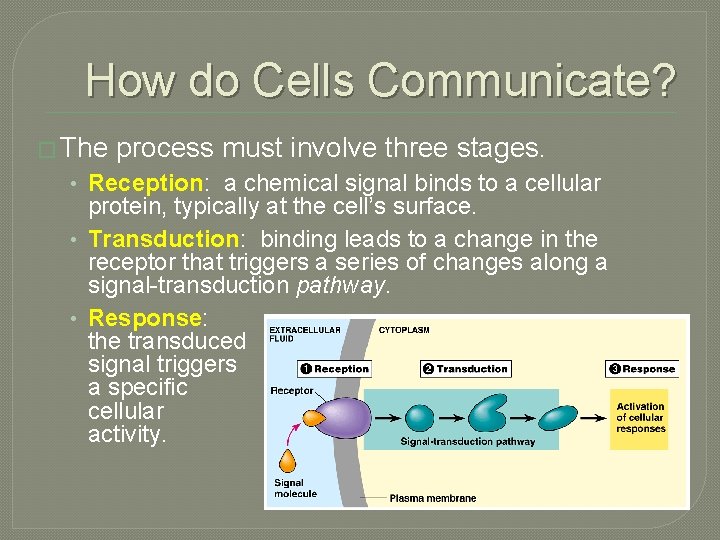 How do Cells Communicate? � The process must involve three stages. • Reception: a