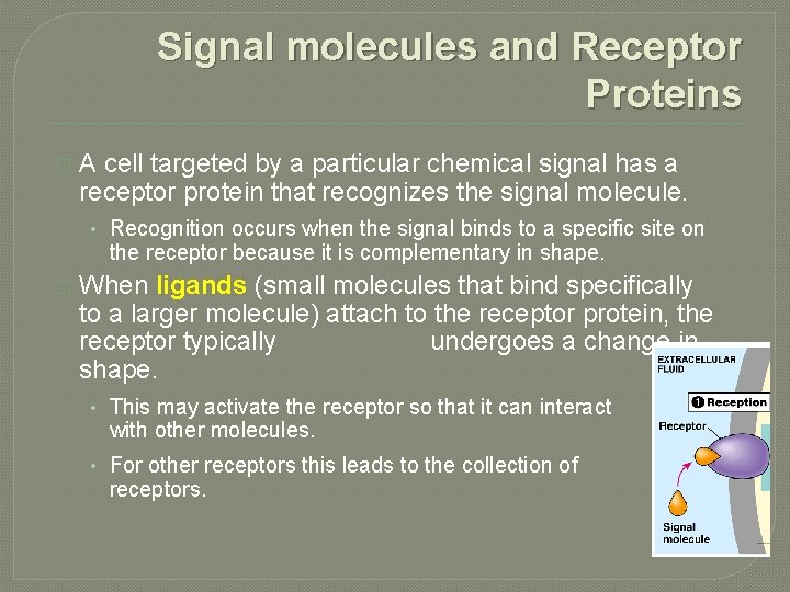 Signal molecules and Receptor Proteins � A cell targeted by a particular chemical signal
