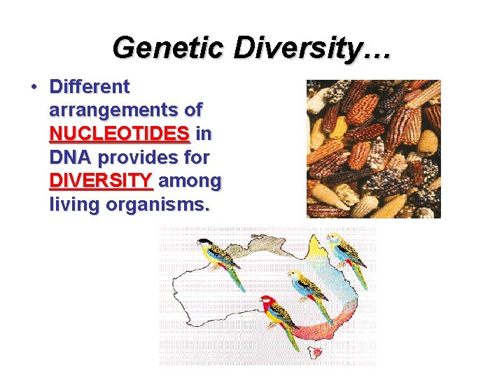 Genetic Diversity… • Different arrangements of NUCLEOTIDES in DNA provides for DIVERSITY among living