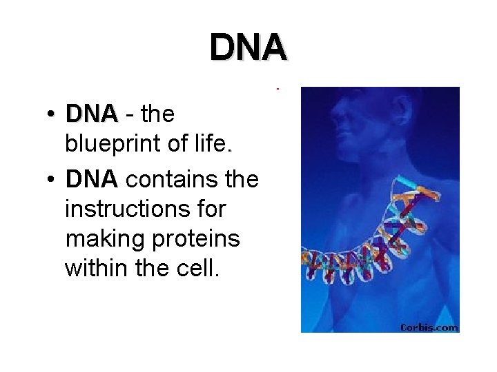 DNA • DNA - the blueprint of life. • DNA contains the instructions for