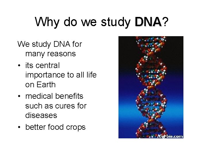 Why do we study DNA? DNA We study DNA for many reasons • its