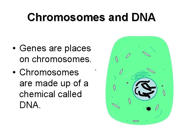 Chromosomes and DNA • Genes are places on chromosomes. • Chromosomes are made up