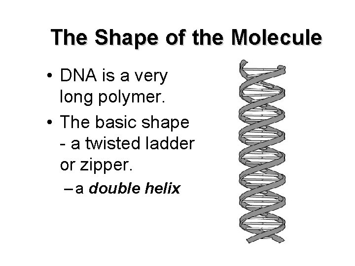 The Shape of the Molecule • DNA is a very long polymer. • The