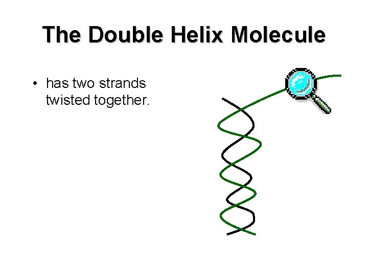 The Double Helix Molecule • has two strands twisted together. 