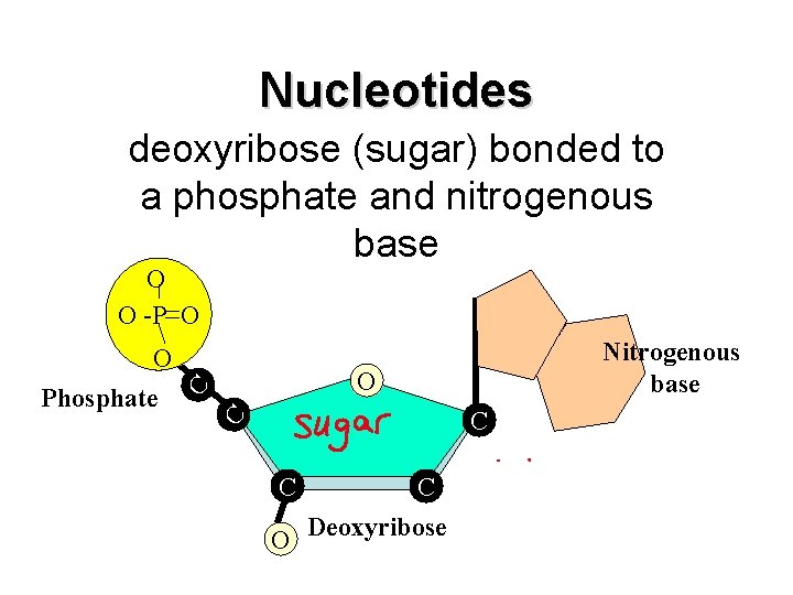 Nucleotides deoxyribose (sugar) bonded to a phosphate and nitrogenous base O O -P O