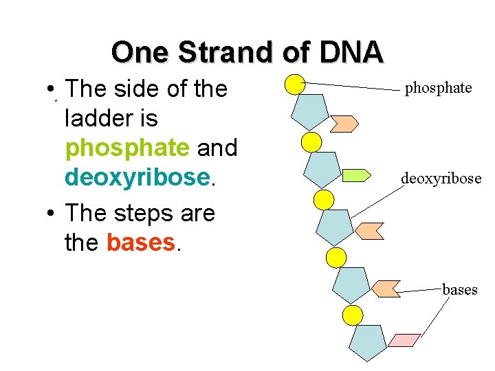 One Strand of DNA • The side of the ladder is phosphate and deoxyribose.