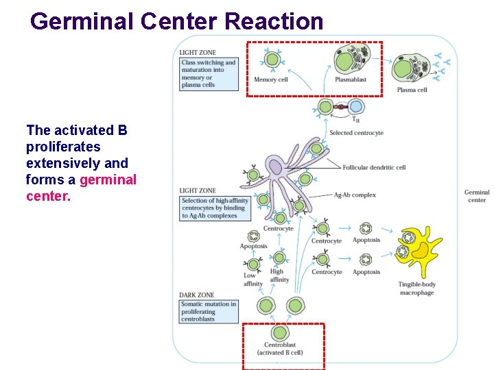 Germinal Center Reaction The activated B proliferates extensively and forms a germinal center. 