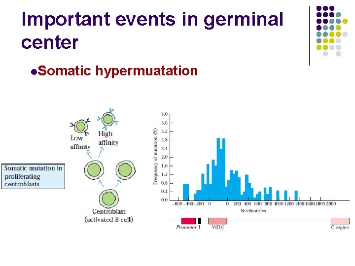 Important events in germinal center l. Somatic hypermuatation 