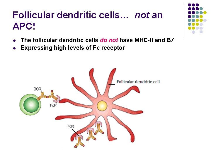 Follicular dendritic cells… not an APC! l l The follicular dendritic cells do not