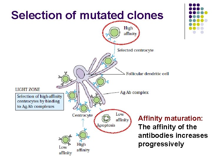 Selection of mutated clones Affinity maturation: The affinity of the antibodies increases progressively 