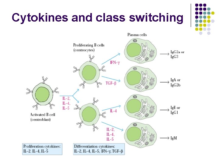 Cytokines and class switching 