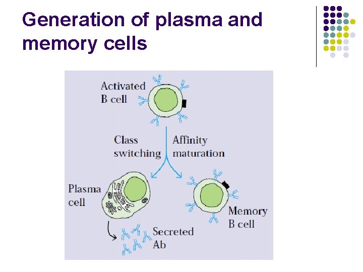 Generation of plasma and memory cells 