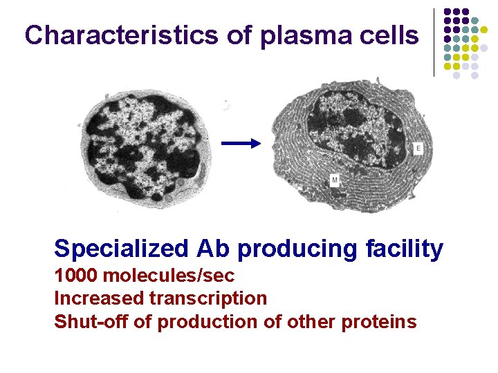 Characteristics of plasma cells Specialized Ab producing facility 1000 molecules/sec Increased transcription Shut-off of