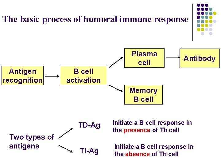 The basic process of humoral immune response Plasma cell Antigen recognition Antibody B cell