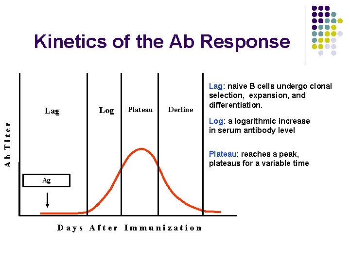 Kinetics of the Ab Response Lag Log Plateau Decline Lag: naive B cells undergo