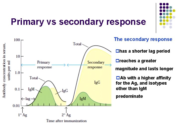 Primary vs secondary response The secondary response phas a shorter lag period preaches a