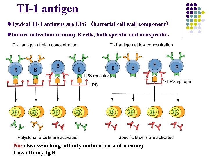 TI-1 antigen l. Typical TI-1 antigens are LPS （bacterial cell wall component） l. Induce