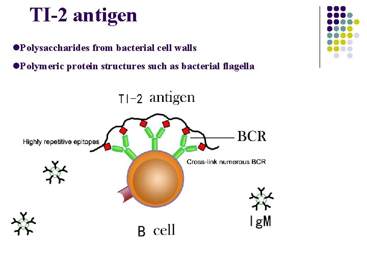 TI-2 antigen l. Polysaccharides from bacterial cell walls l. Polymeric protein structures such as