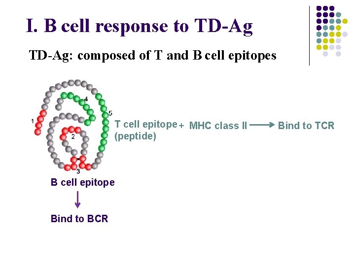 I. B cell response to TD-Ag: composed of T and B cell epitopes T