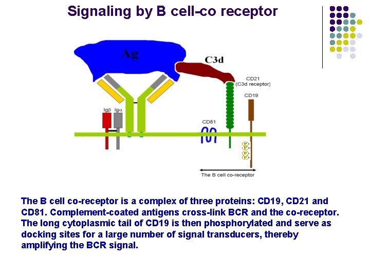 Signaling by B cell-co receptor The B cell co-receptor is a complex of three