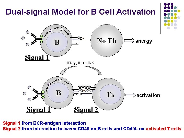Dual-signal Model for B Cell Activation No Th B Signal 1 IFN-g , IL-4,