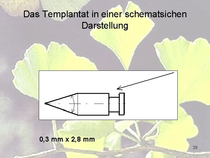 Das Templantat in einer schematsichen Darstellung 0, 3 mm х 2, 8 mm 29