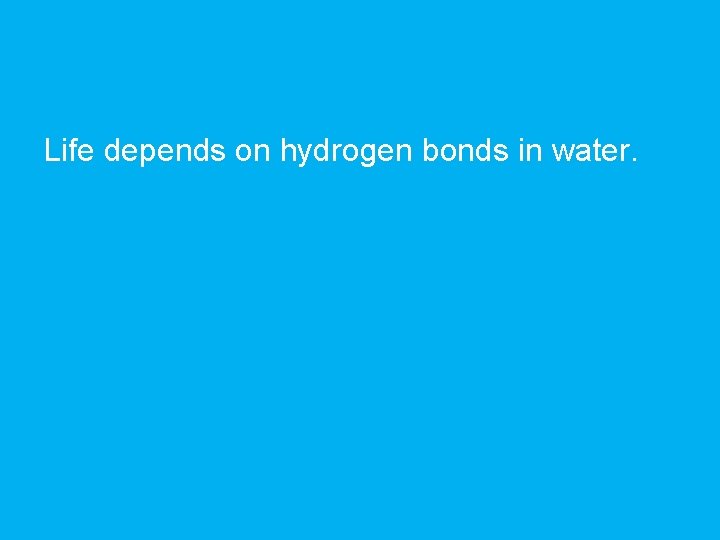 Life depends on hydrogen bonds in water. 