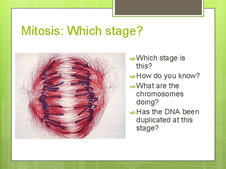 Mitosis: Which stage? Which stage is this? How do you know? What are the