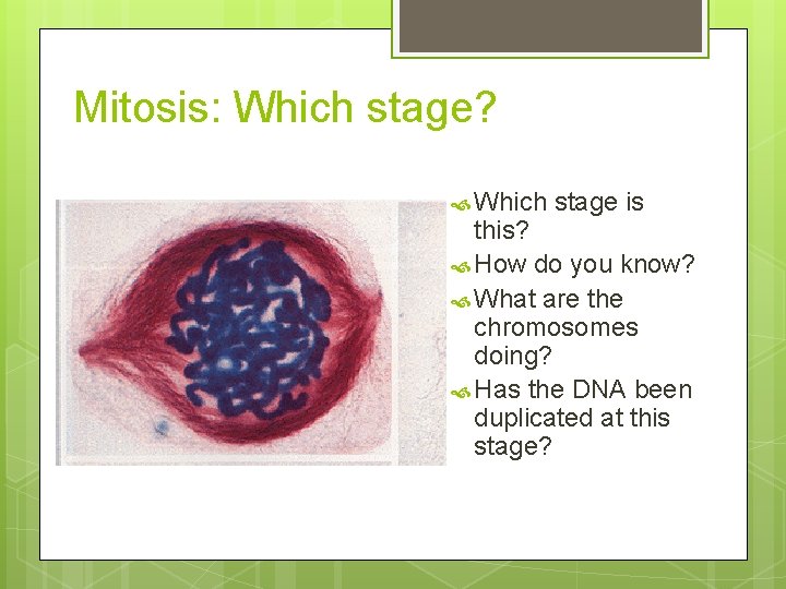Mitosis: Which stage? Which stage is this? How do you know? What are the