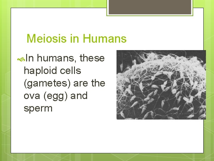 Meiosis in Humans In humans, these haploid cells (gametes) are the ova (egg) and
