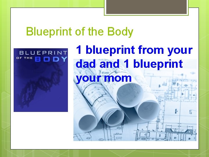 Blueprint of the Body 1 blueprint from your dad and 1 blueprint your mom