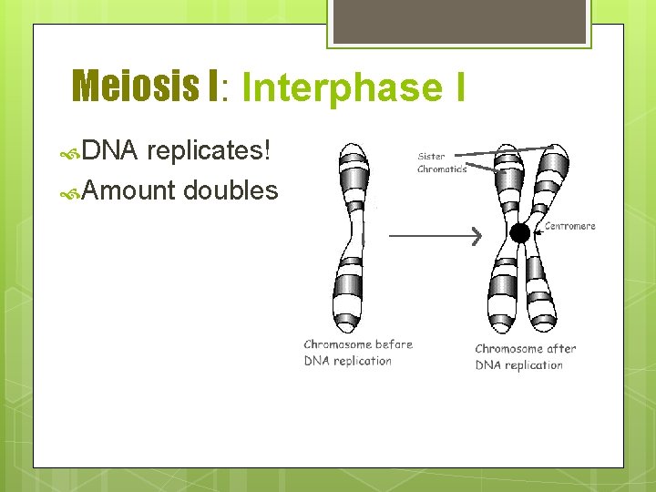 Meiosis I: Interphase I DNA replicates! Amount doubles 