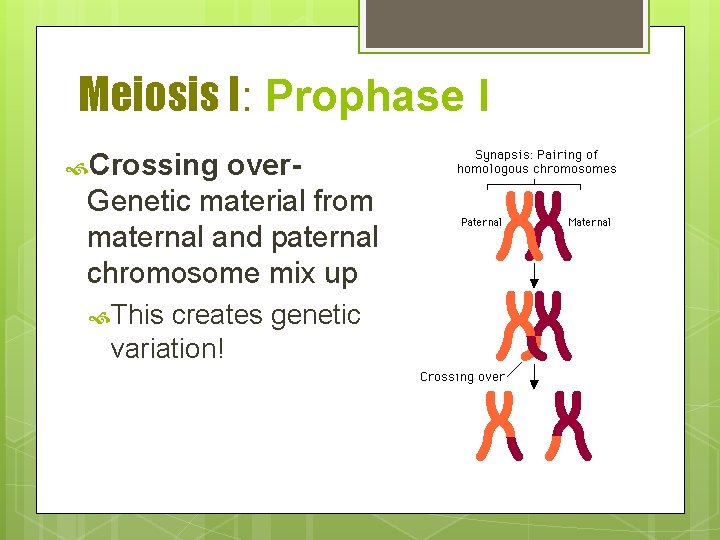 Meiosis I: Prophase I Crossing over. Genetic material from maternal and paternal chromosome mix