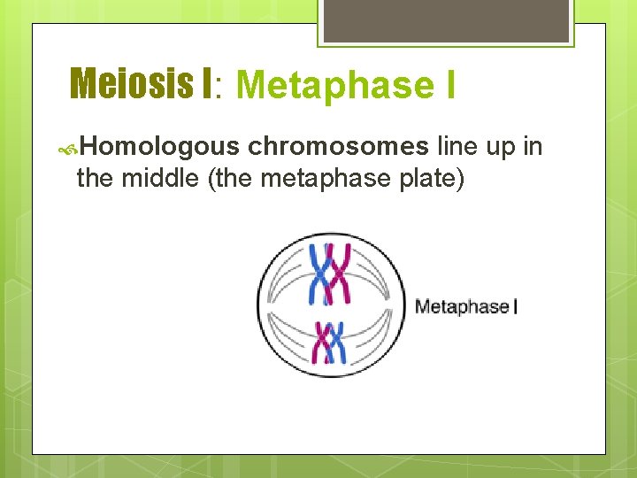 Meiosis I: Metaphase I Homologous chromosomes line up in the middle (the metaphase plate)