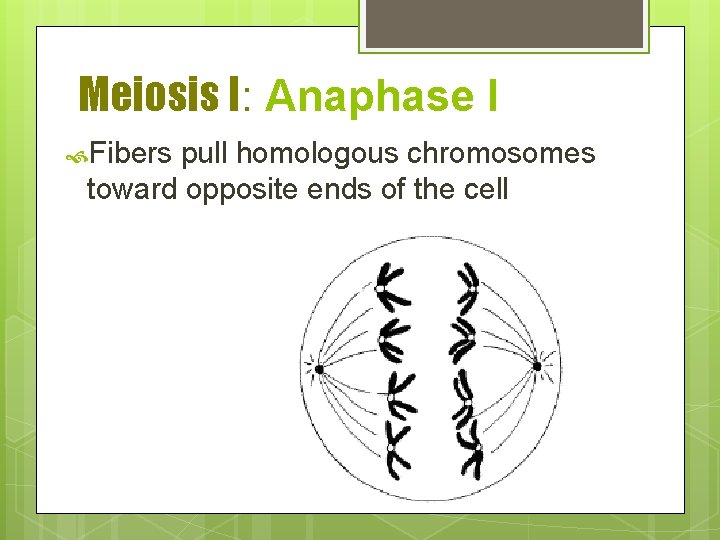 Meiosis I: Anaphase I Fibers pull homologous chromosomes toward opposite ends of the cell