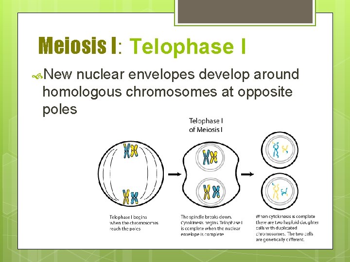 Meiosis I: Telophase I New nuclear envelopes develop around homologous chromosomes at opposite poles