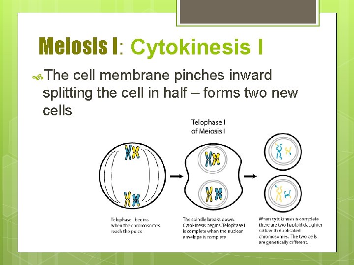 Meiosis I: Cytokinesis I The cell membrane pinches inward splitting the cell in half